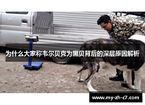 为什么大家称韦尔贝克为黑贝背后的深层原因解析